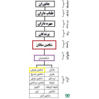 گونه شاهین بلوچی Laggar Falcon